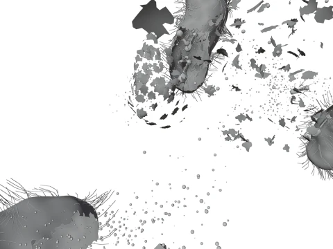 Dissolving bacteria animated 3D Model