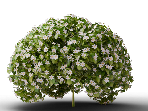 Mega 3D Flower Collection v1 3D Model