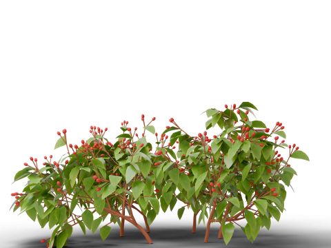 Mega 3D Flower Collection v1 3D Model