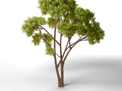 Pine tree combo pack game ready 3D Model