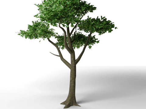 Pine tree combo pack game ready 3D Model