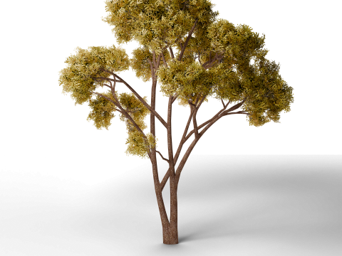 Jogo de pacote combo de pinheiro pronto Modelo 3D