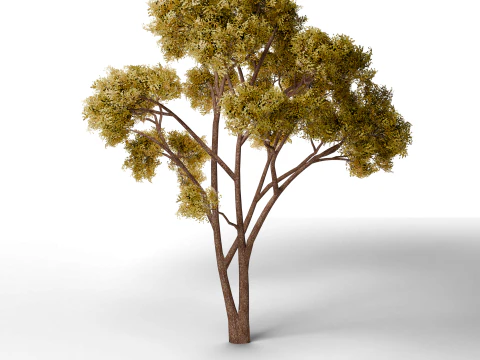 Pine tree combo pack game ready 3D Model