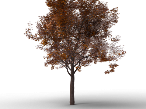 Grote herfstboomcollectie 3D Model