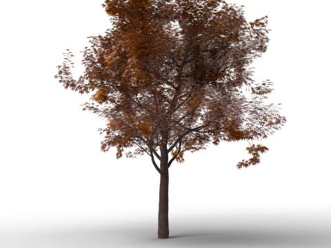 Large Autumn Tree Collection 3D Model