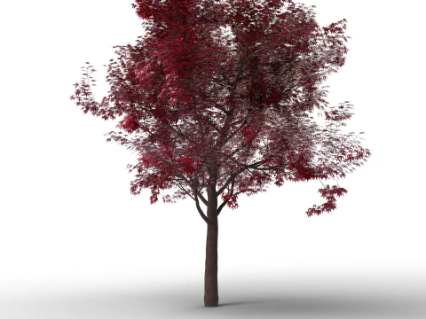 Large Autumn Tree Collection 3D Model