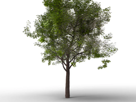 Large Autumn Tree Collection 3D Model