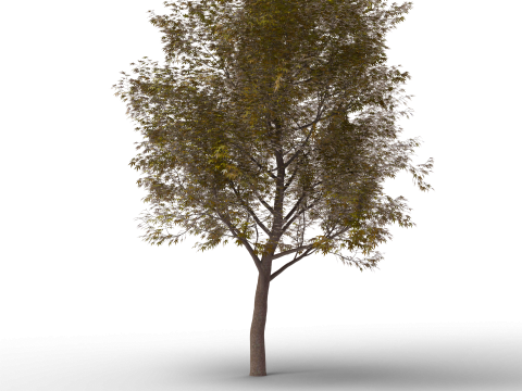 Grote herfstboomcollectie 3D Model