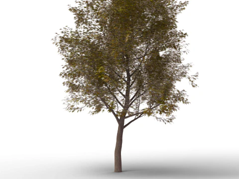 Large Autumn Tree Collection 3D Model