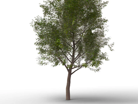 Large Autumn Tree Collection 3D Model