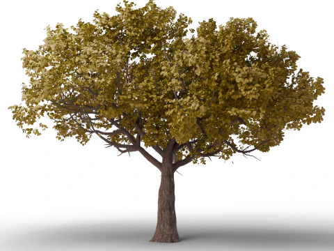 Large Autumn Tree Collection 3D Model