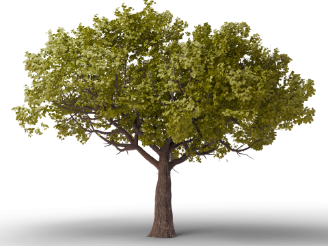 Grote herfstboomcollectie 3D Model