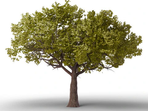 Large Autumn Tree Collection 3D Model