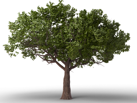 Grote herfstboomcollectie 3D Model