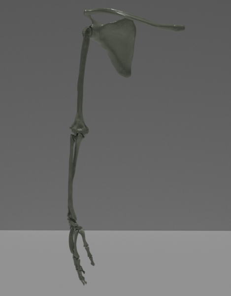 Tulang Lengan Manusia Model 3D .c4d .max .obj .3ds .fbx .stl .blend 