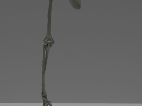 Ludzkie kości ramion Model 3D