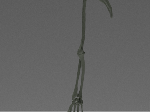 Tulang Lengan Manusia Model 3D