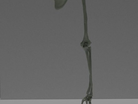 Tulang Lengan Manusia Model 3D