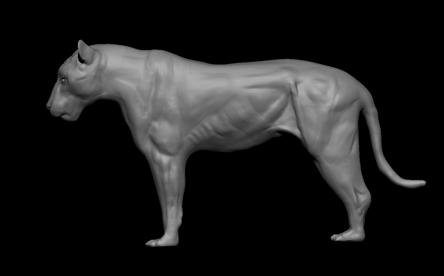 Realistic Tiger 3D Base Model 3D Model .c4d .max .obj .3ds .fbx .stl .blend 