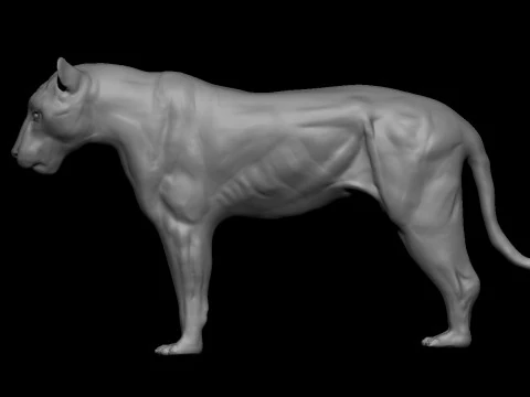 Modello base 3D realistico della tigre Modello 3D