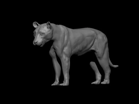 Realistic Tiger 3D Base Model 3D Model