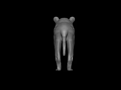 Realistic Tiger 3D Base Model 3D Model