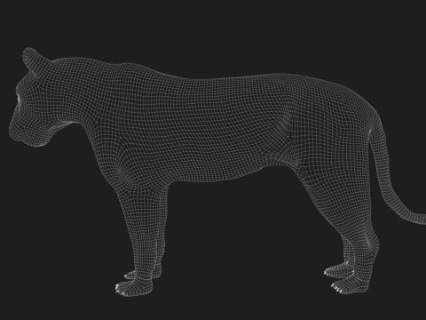 Realistic Tiger 3D Base Model 3D Model