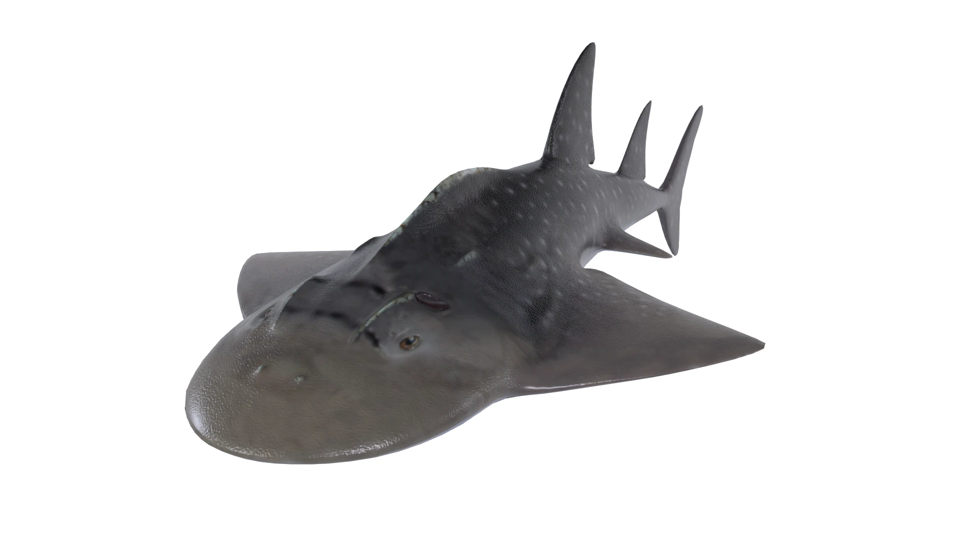 Bowmouth guitarfish 3D Model .c4d .max .obj .3ds .fbx .stl .blend 