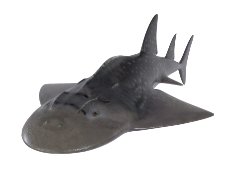 Pesce chitarra Bowmouth Modello 3D