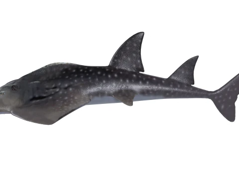 Bowmouth guitarfish 3D Model