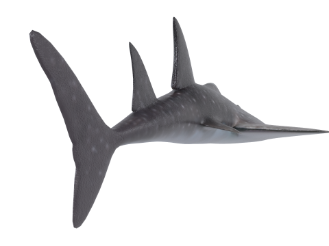 ボウマウスギタフライ 3Dモデル