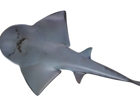 Bowmouth guitarfish 3D Model