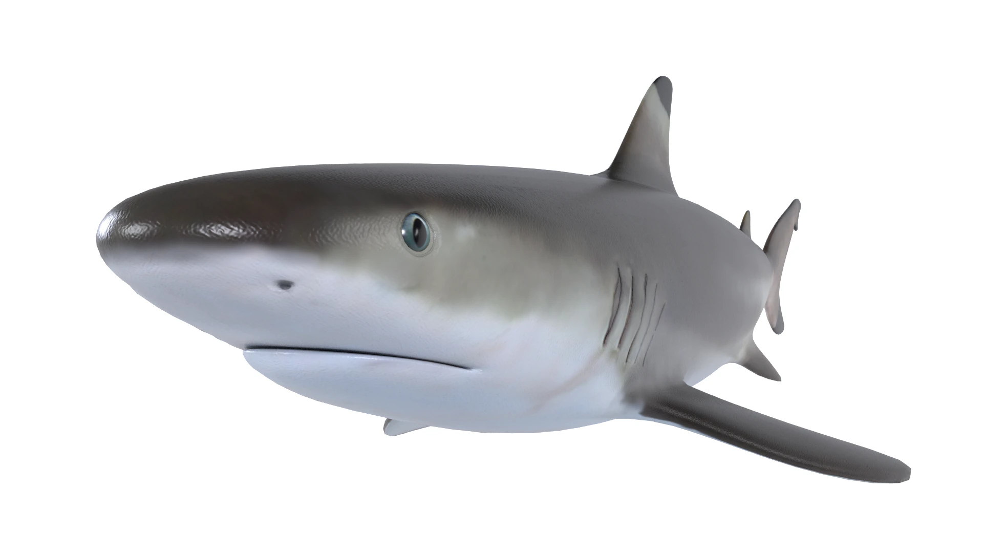 Blacktip reef shark 3D Model .c4d .max .obj .3ds .fbx .stl .blend 