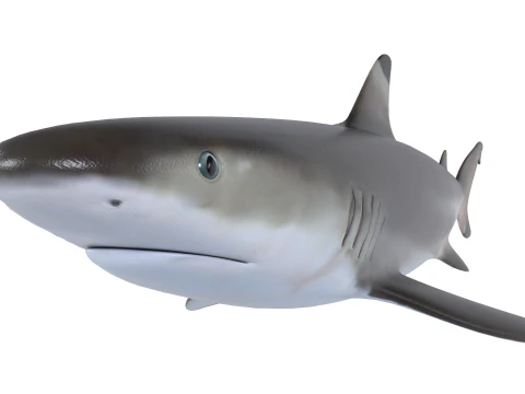 Schwarzspitzen-Riffhai 3D Modell