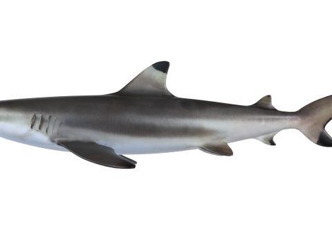 Zwartpuntrifhaai 3D Model