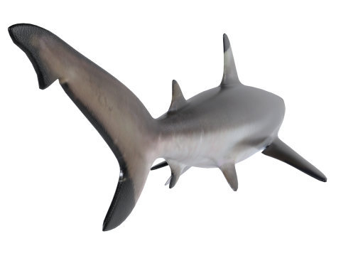 Zwartpuntrifhaai 3D Model