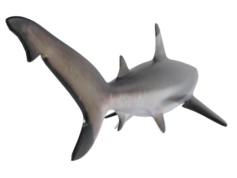 Blacktip reef shark 3D Model