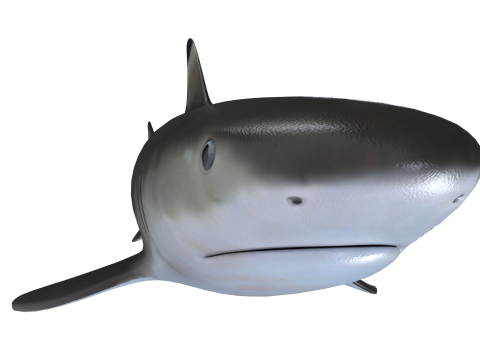 Zwartpuntrifhaai 3D Model