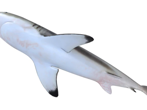 Blacktip reef shark 3D Model