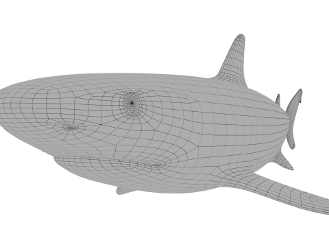 Zwartpuntrifhaai 3D Model