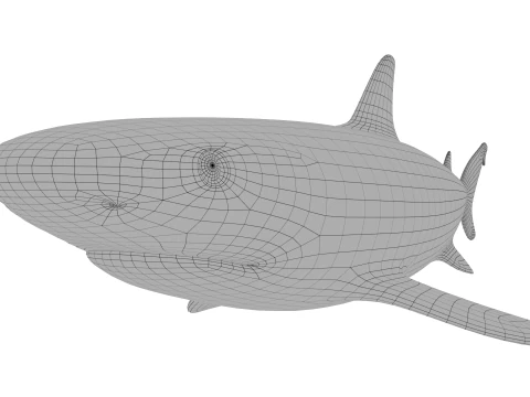 Blacktip reef shark 3D Model