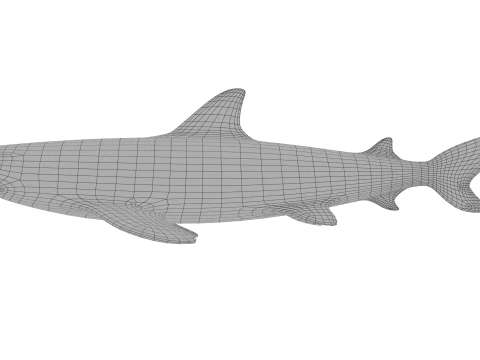 Blacktip reef shark 3D Model