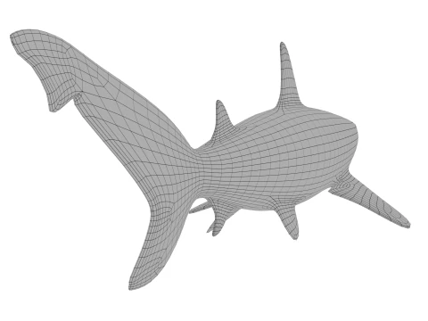 Blacktip reef shark 3D Model