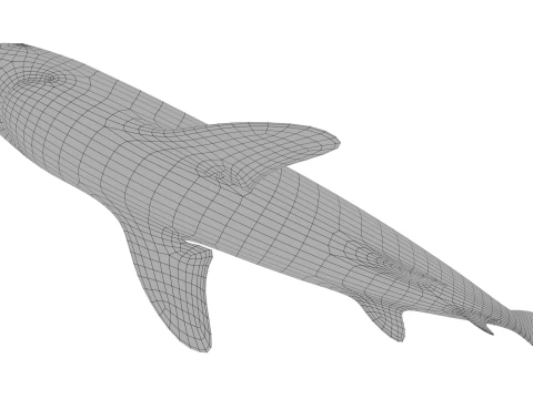 Blacktip reef shark 3D Model