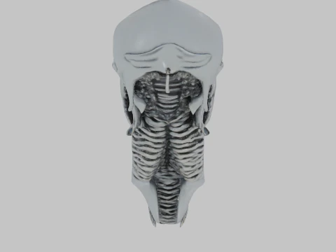 Alien Head Bust Model 3D Model