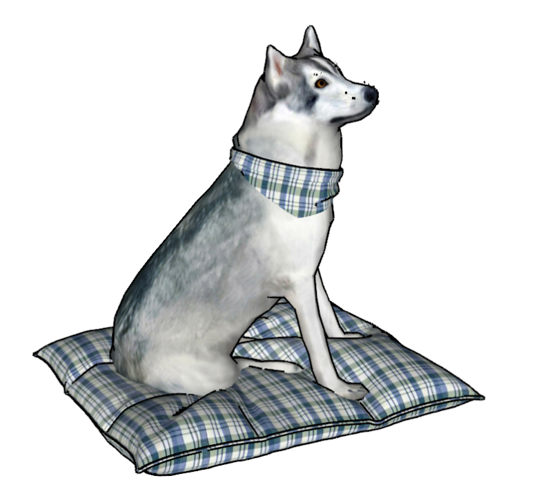 Chien Husky r&eacute;aliste avec coussin bandana Modèle 3D .c4d .max .obj .3ds .fbx .stl .blend 