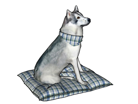 Anjing Husky Realistis Dengan Bantal Bandana Model 3D