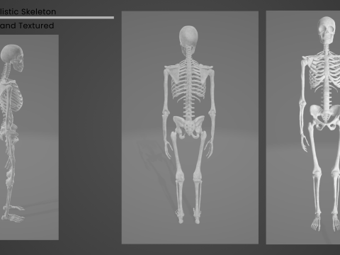 Realistic SkeletonRigged 3D Model