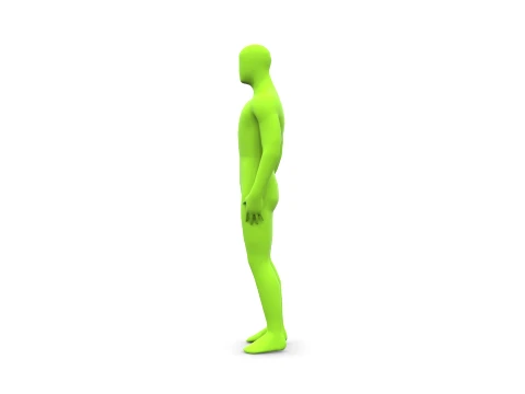 人体 3Dモデル