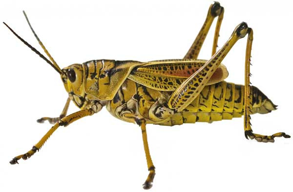 Grasshopper-Low-Poly 3D Model .c4d .max .obj .3ds .fbx .stl .blend 